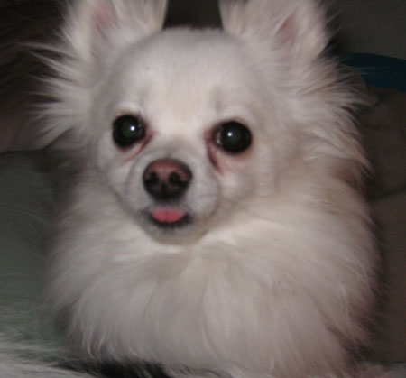 Auggie