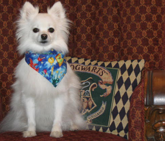 Harry Potter Dog Bandana