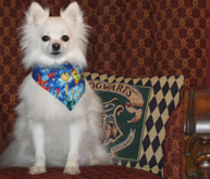 Harry Potter Homage Bandana